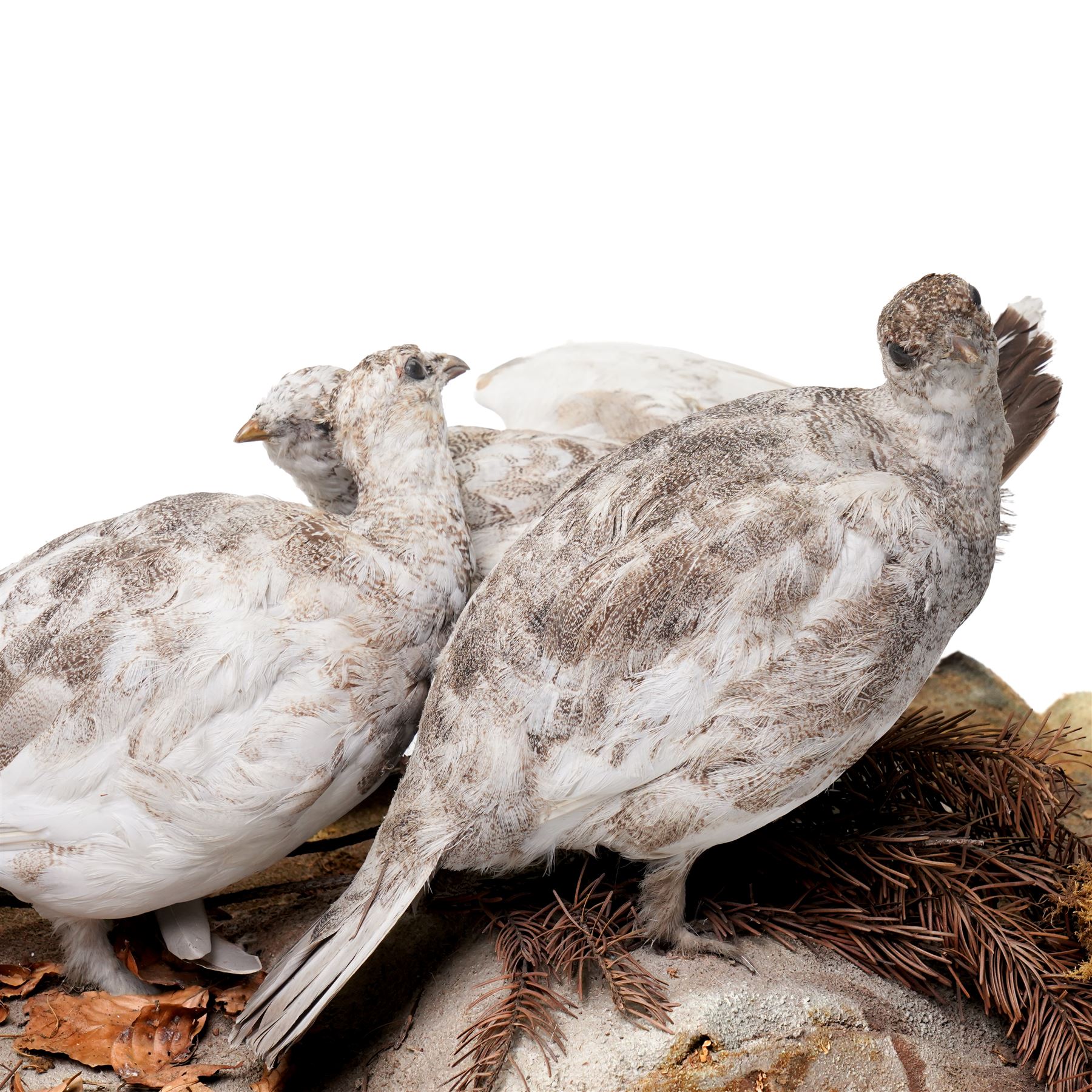 Taxidermy - English Grey Partridge (Perdix Perdix), three adult mounts upon naturalistic setting, including base W73cm