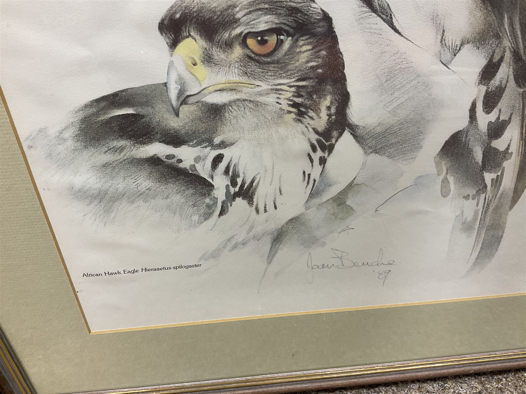 After Joan Beuche (South African 20th century) Eagles, set of six coloured prints (6)