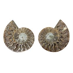 Paleontology: fossilized African Cleoniceras ammonite, the fossil specimen halved and polished, the interiors with crystal formation within chambers, Middle Cretaceous period, c 100 million years old, Madagascar, L8.5cm