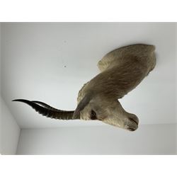 Taxidermy: White Blesbok (Damaliscus pygargus phillipsi), light coloured shoulder mount, approximately H85cm
