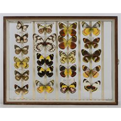 Entomology; Over one hundred butterfly specimens, mainly Delius  and African Colotis, including Delias Pheres, Delias ladas, Delias Iltis etc, housed within British Natural History Museum wartime cabinets with seven double glazed draws together with two illustrated books of the genus Dalius of the World, in Japanese with coloured plates of specimens and habitat images
The cabinets were used to house the entire collection of insects from the British Natural History Museum, which in turn were removed from the Museum to a safe place away from the London Blitz during World War Two, there were eight draws to each cabinet which had handles on the top for ease of lifting and transportation.They have adjustable corked wood slats so as to accommodate various size insects (Wing Spans etc), whilst keeping them in neat rows
