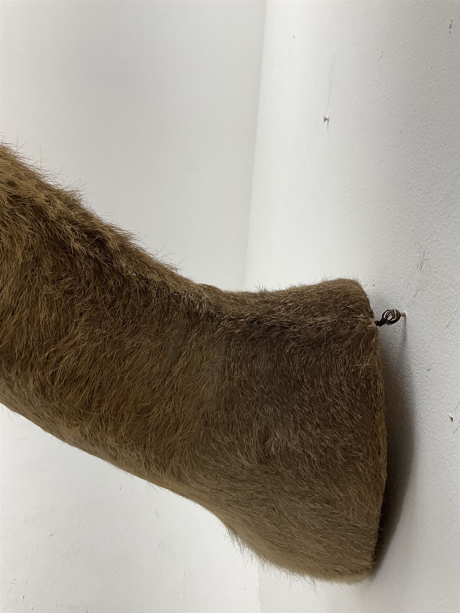 Taxidermy: South African common reedbuck (Redunca Arundinum) male, high quality shoulder mount looking straight ahead, H87cm W38.5 at widest point.  