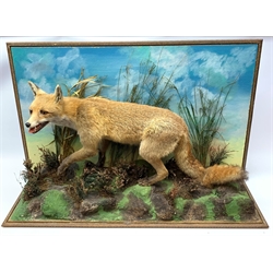 Taxidermy: red fox (Vulpes vulpes), full mount on open display in naturalistic setting upon rocky modelled base detailed with long grasses and heather, set against a sky painted backdrop, with label to ground for Graham Teasdale Taxidermist & Naturalist, H62cm L95cm D29cm 