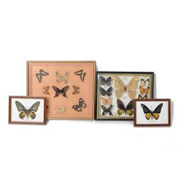 Entomology; group of twenty one framed butterfly and moth specimens, including Attacus Atl...