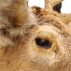 Taxidermy - White-tailed Deer (Odocoileus virginianus), adult male stag shoulder mount looking outward, eight-point antlers mounted on wooden shield, projection from wall 63cm 