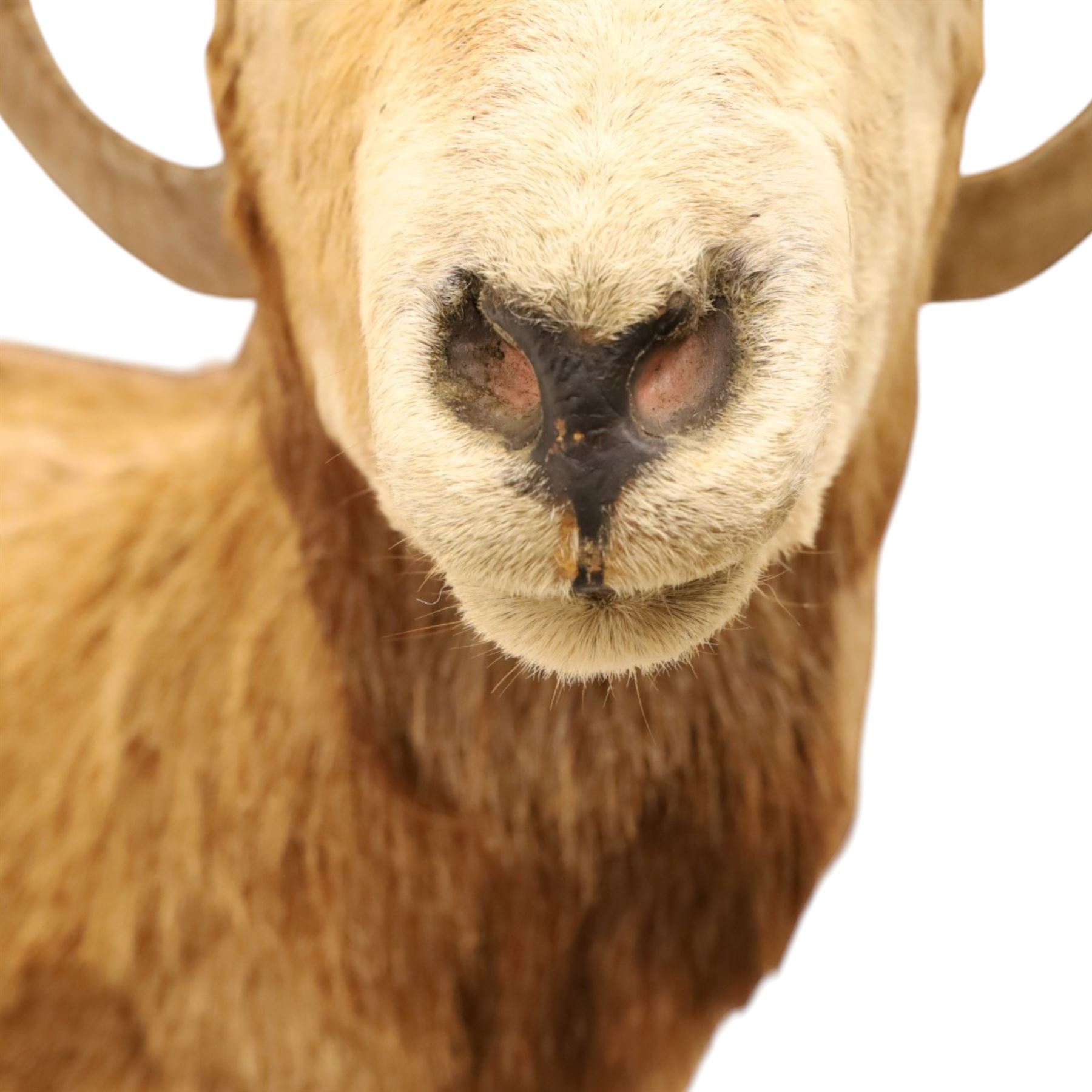 Taxidermy - Mouflon Ram (Ovis gmelini), full adult male mount on open display with front legs raised on naturalistic stand, on raised wooden base, overall W110cm H118cm 