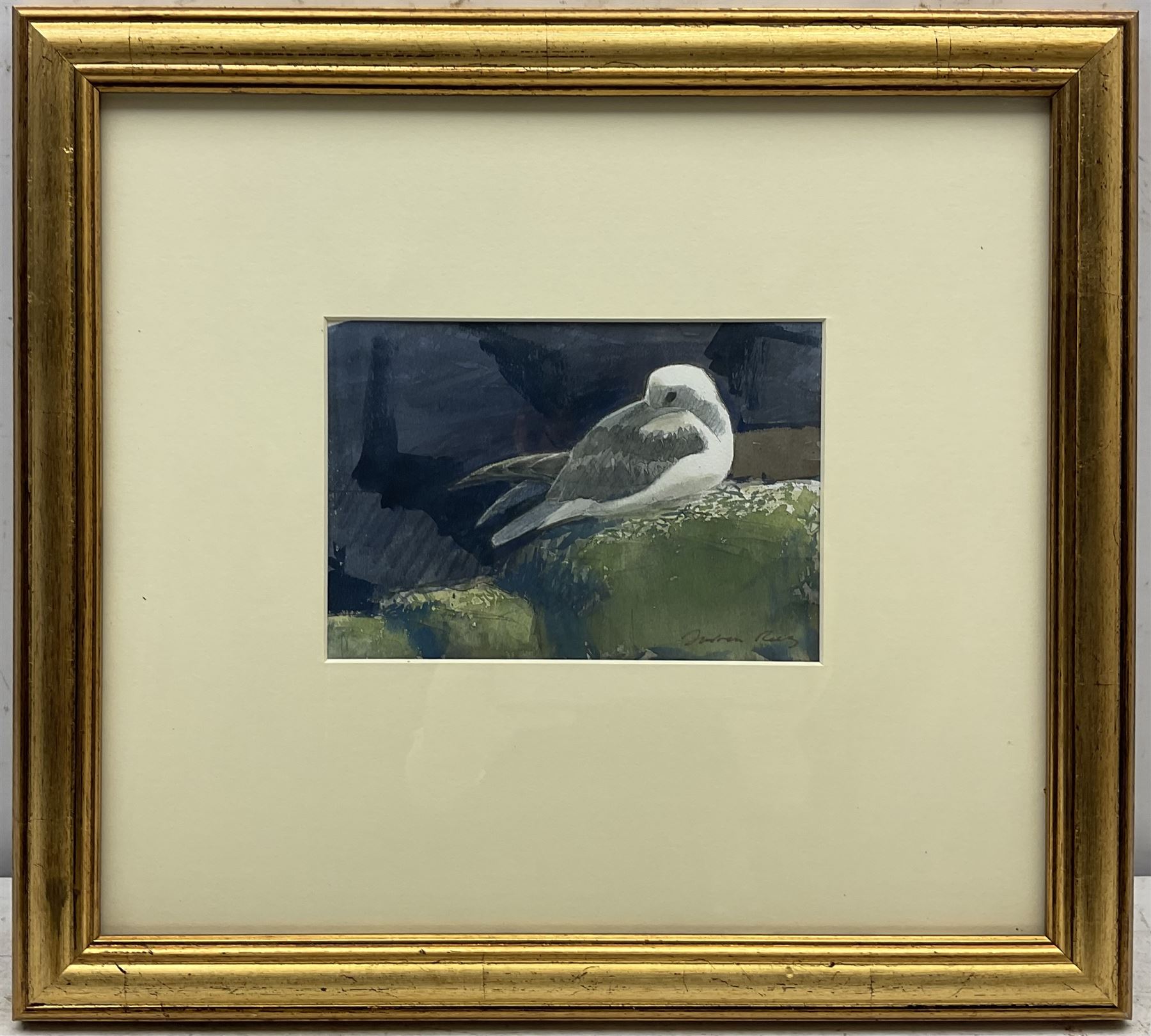 Darren Rees (British 1961-): Seagull, watercolour signed 13cm x 19cm 
Notes: Rees studied Mathematics at Southampton University, teaching the subject for a short time before pursuing painting full-time. His work has attracted many awards including the Natural World and RSPB Fine Art Awards, winning the Swarovski/Birdwatch and BBC Wildlife Artist of the Year competitions, and more recently he was crowned David Shepherd Wildlife Foundation Artist of the Year 2021. His first solo book Bird Impressions was runner up in the Natural History Book of the Year. Most recently, Darren was appointed Artist in Residence by Friends of the Scott Polar Research Institute, traveling to Antarctica with the Royal Navy.