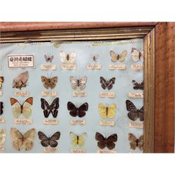 Taiwanese butterfly identification poster inscribed 