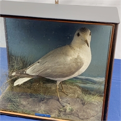 Taxidermy: Victorian cased Common Gull (Larus canus), in naturalistic setting with grass and lichen, set against a painted seascape backdrop, encased within an ebonised three pane display case, H38cm L43cm D19cm
