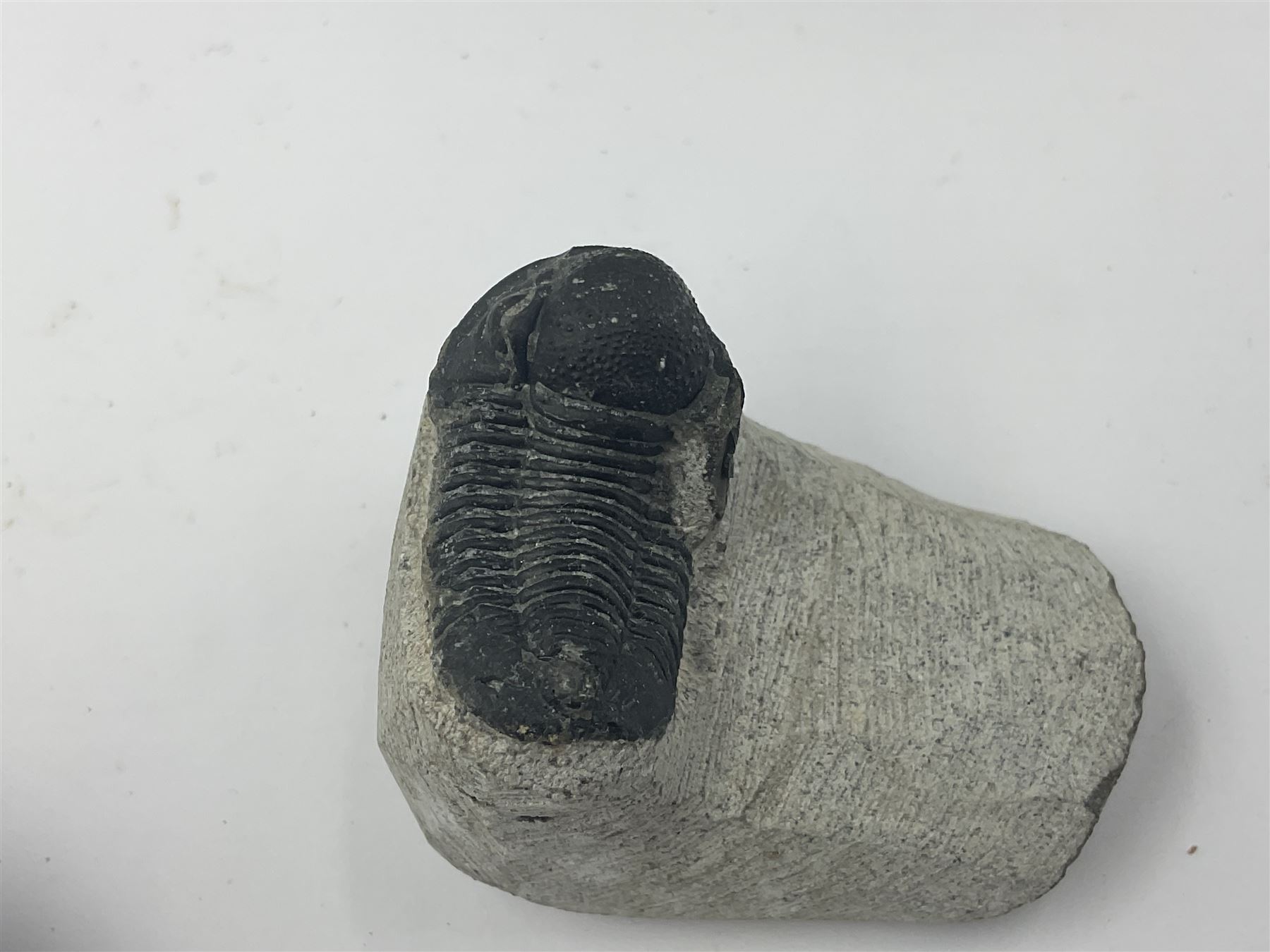 Dragonfly larvae (Libellula doris), together with four Mosasaur teeth, four trilobites (Crotalocephalina gibba) and one other tooth