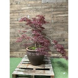 Large glazed planter with acer tree - TH