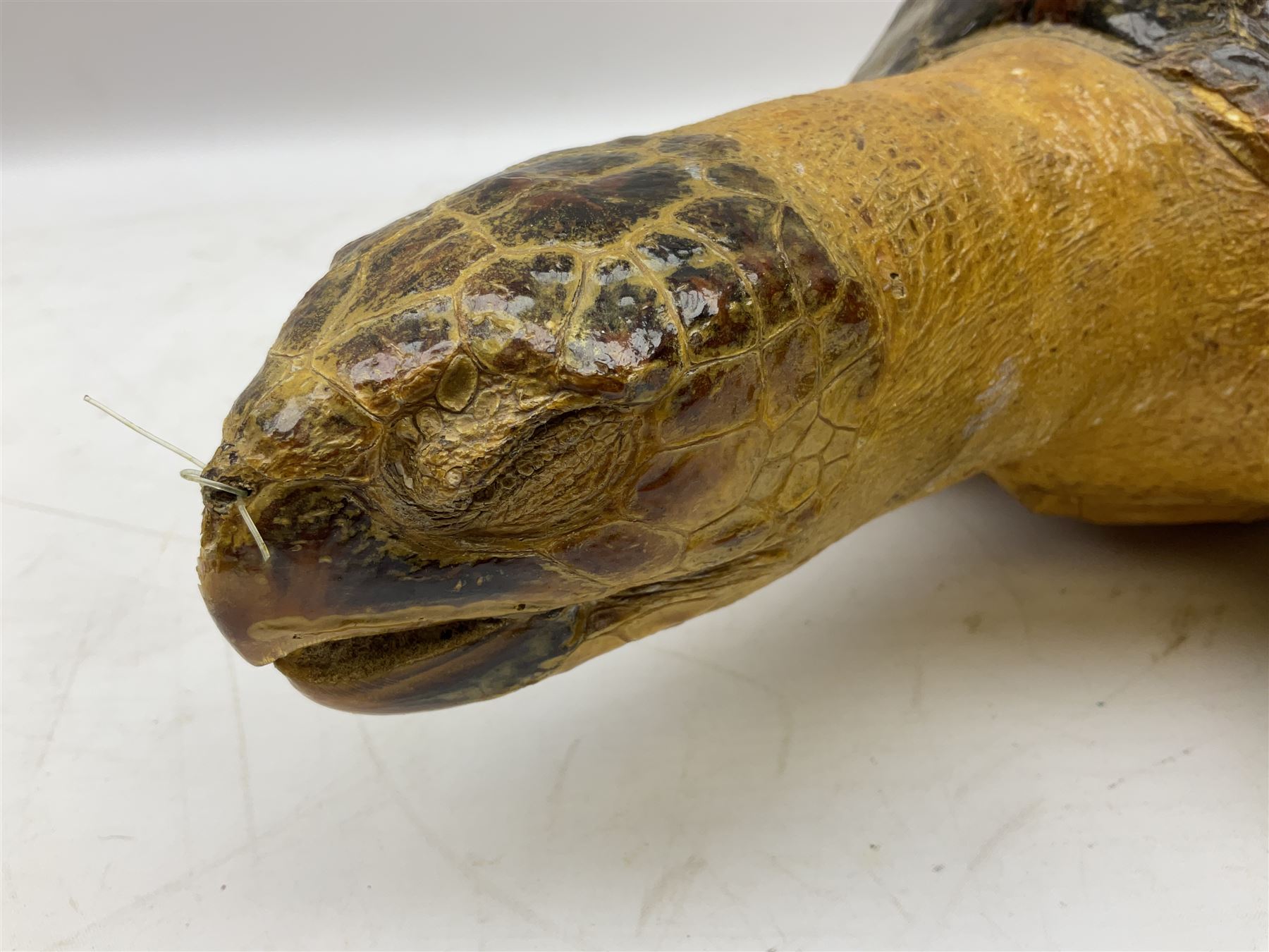 Taxidermy: Hawksbill Sea Turtle (Eretmochelys imbricata), juvenile full mount, beak to shell base L43cm