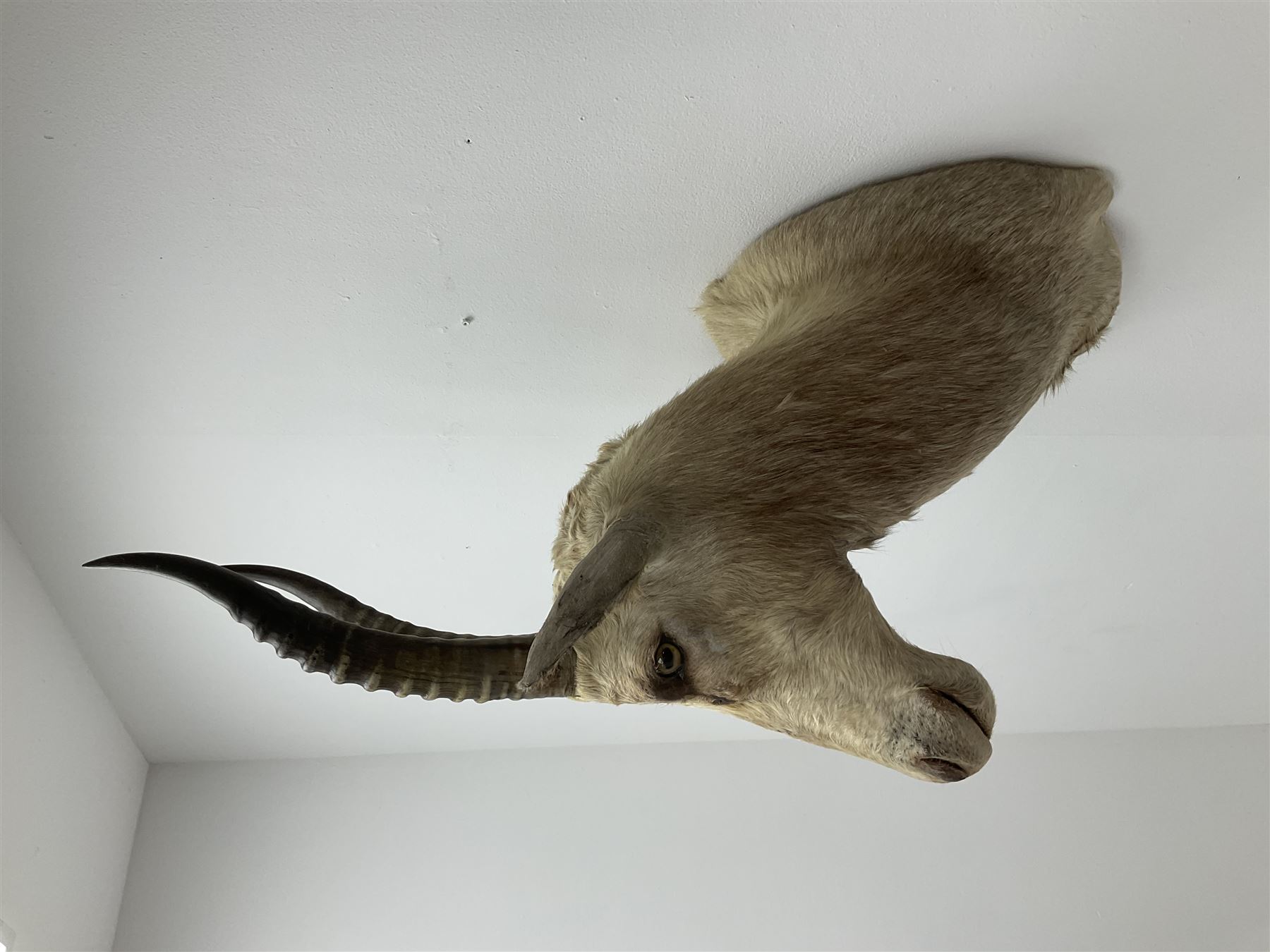 Taxidermy: White Blesbok (Damaliscus pygargus phillipsi), light coloured shoulder mount, approximately H85cm