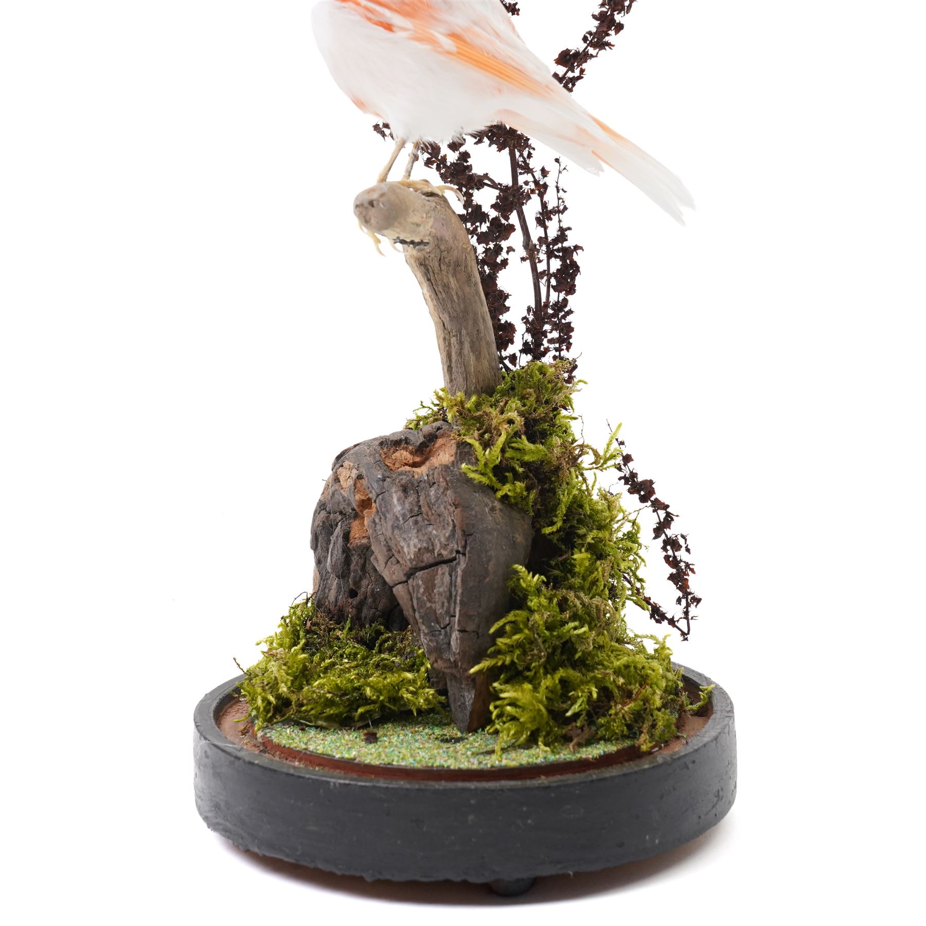 Taxidermy - Red Mosaic Canary (Serinus canaria domestica), full adult mount in naturalistic setting, Victorian dome on ebonised base, overall H35cm