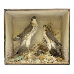 Taxidermy; Victorian cased pair of Sparrowhawks (Accipiter nisus), male and female full mounts, on a naturalistic setting, encased within an ebonised single pane display case, H40, W47cm, D19.5cm