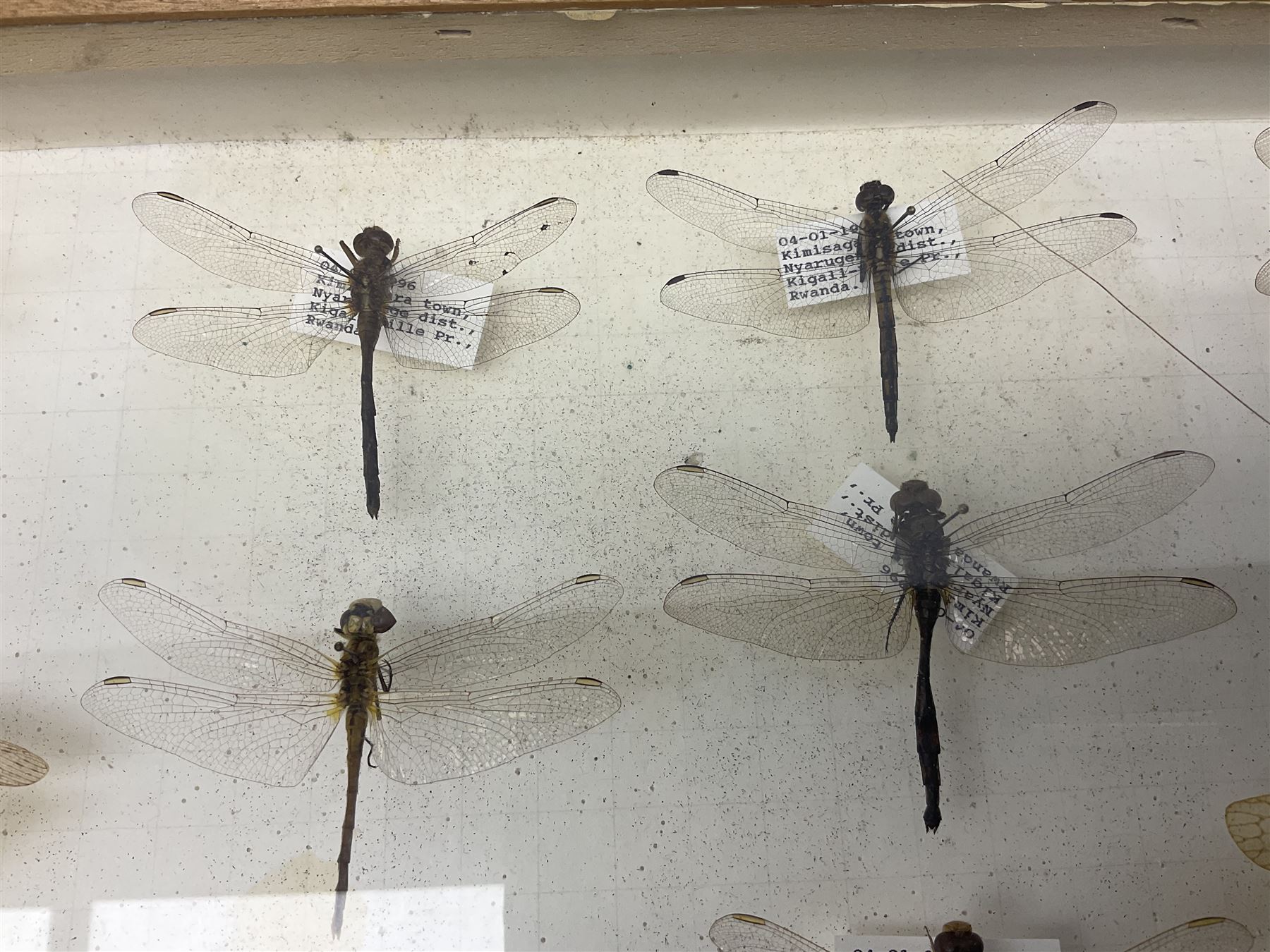 Entomology: Glazed entomology collector's drawer display of various Australian and African Locusts and Dragonflies, twenty-eight assorted specimens, collected from various regions of Australia and Africa, each with attached data labels, H42cm, L51cm