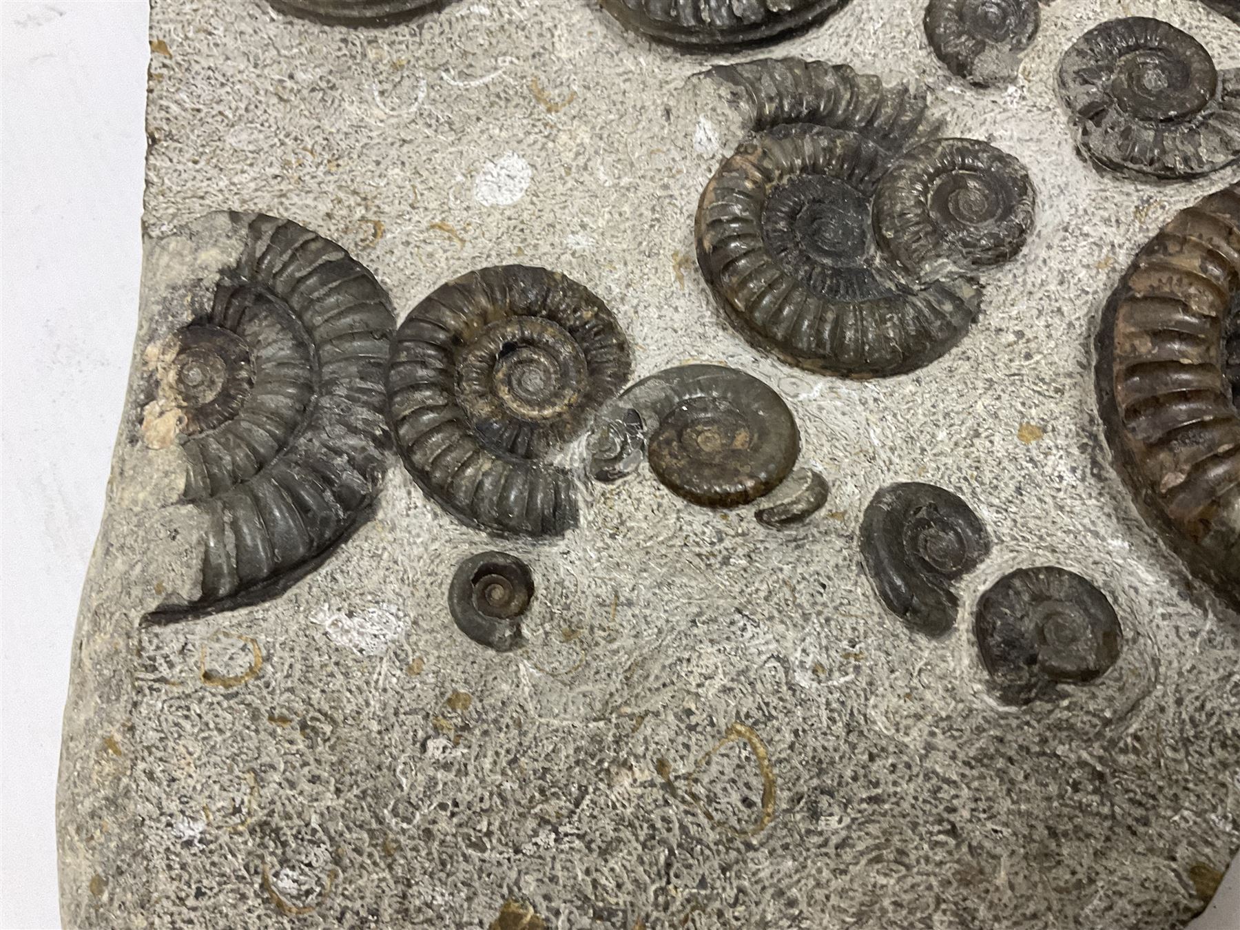Ammonite multi-block fossil, comprising Arnioceras semicostatum, age; Jurassic period, location; Tunstall, Holderness coast, H30cm, L30cm 