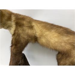 Taxidermy: pine marten (Martes martes) mounted on a naturalistic branch, H42cm