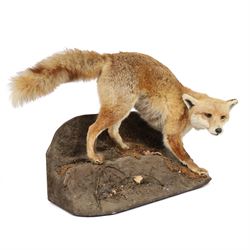 Taxidermy: Fox (Vulpes vulpes), full male adult mount on open display, in crouching position upon a naturalistic rocky base, Carl W Church Taxidermy, Pickering, H56cm
