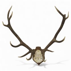 Antlers/Horns; Pair of Red Deer (Cervus elaphus) antlers with partial skull on wooden wall...