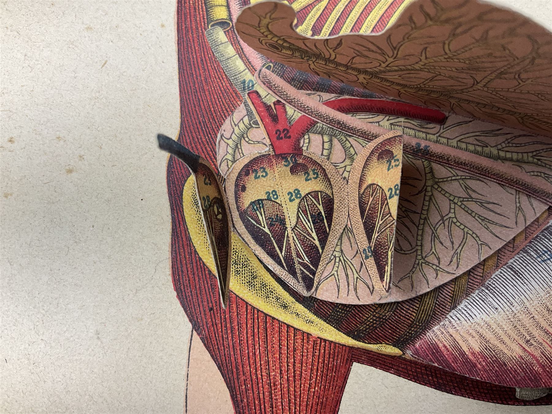 A. Schwarz, The Horse; Its External and Internal Organisation, An Illustrated Representation and Brief Description, Revised and Edited by George Fleming, London, George Philip & Son, with fold out anatomical plates