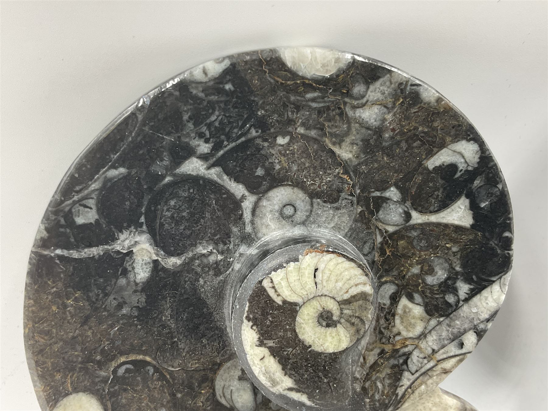Pair of dishes in the form of ammonites with a raised Goniatite to the centre and Orthoceras and Goniatite inclusions, age: Devonian period, location: Morocco, D11cm