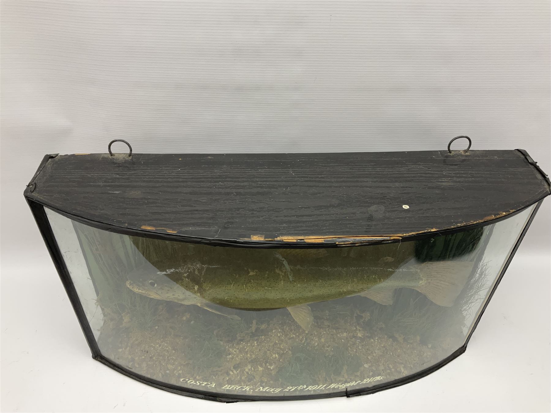 Taxidermy: Brown trout (Salmo trutta), skin mount set above a pebbled river bed with reeds and ferns, against blue painted back drop, enclosed within an ebonised bow-front display case, with 'Costa Beck May 27th 1911, Weight 2 1/2lbs', inscribed to the glass, H34cm, L58cm 