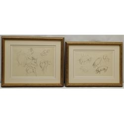 Constance Anne Parker (British 1921-2016): Studies of Bulls and Pigs, two pencil sketches unsigned 24cm x 34cm and 21cm x 32cm (2)