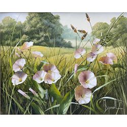 Mary Dipnall (British 1936-): 'Field Bindweed', oil on canvas signed, titled verso 23cm x 29cm 
