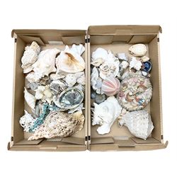 Various shells to include mother of pearl open mollusk shells, Queen Conch (Strombus Gigas), other smaller conch, fossils and other shells in two boxes