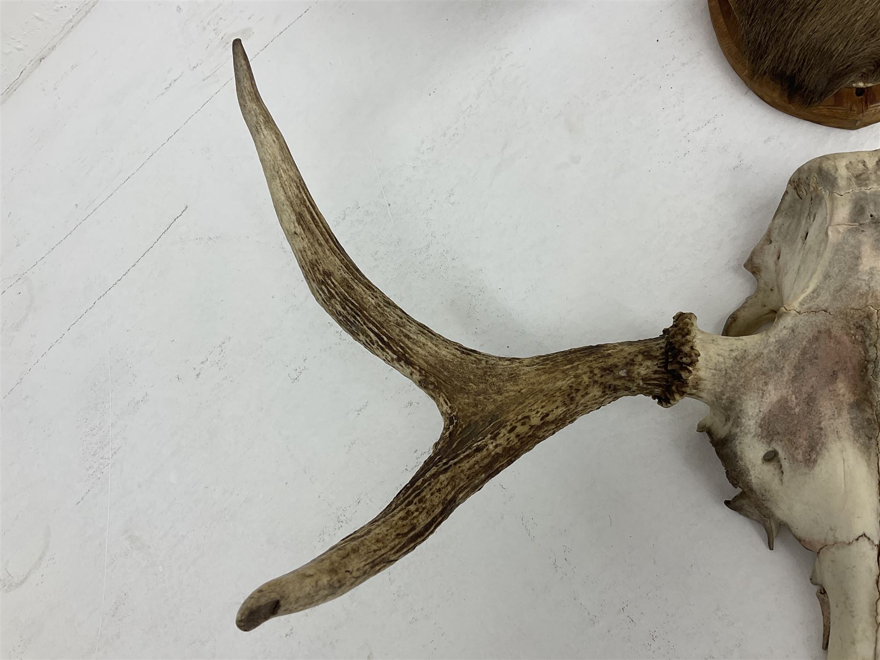 Antlers/horns: European Moose (Alces alces), two pairs of antlers on part upper skulls, one with fur covered frontlet, largest W85cm