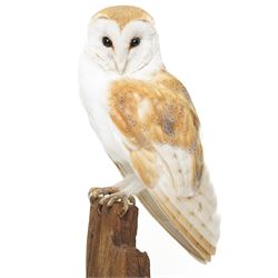 Taxidermy - European Brown Owl (Tyto alba), by Sarah Lancaster taxidermy, full adult mount with head turning to the left, perched atop a wooden stump, overall H57cm
With CITES Article 10 (non-transferable) licence no. 26GBA10ZJJFU2 - RTA