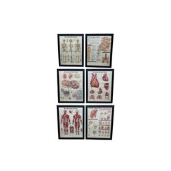 After Peter Bachin - set of six large me