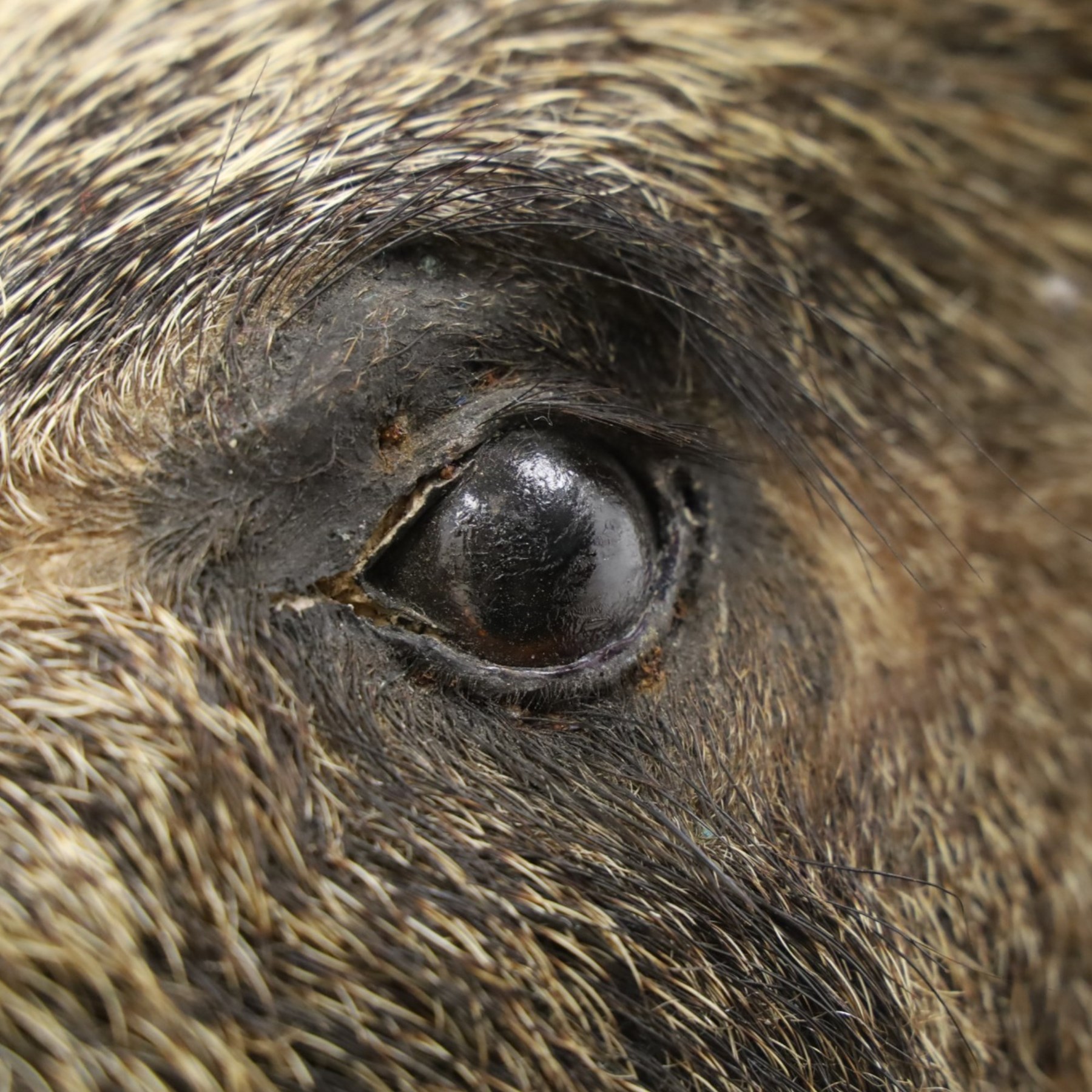 Taxidermy - Wild Boars head on oak wall shield H65cm