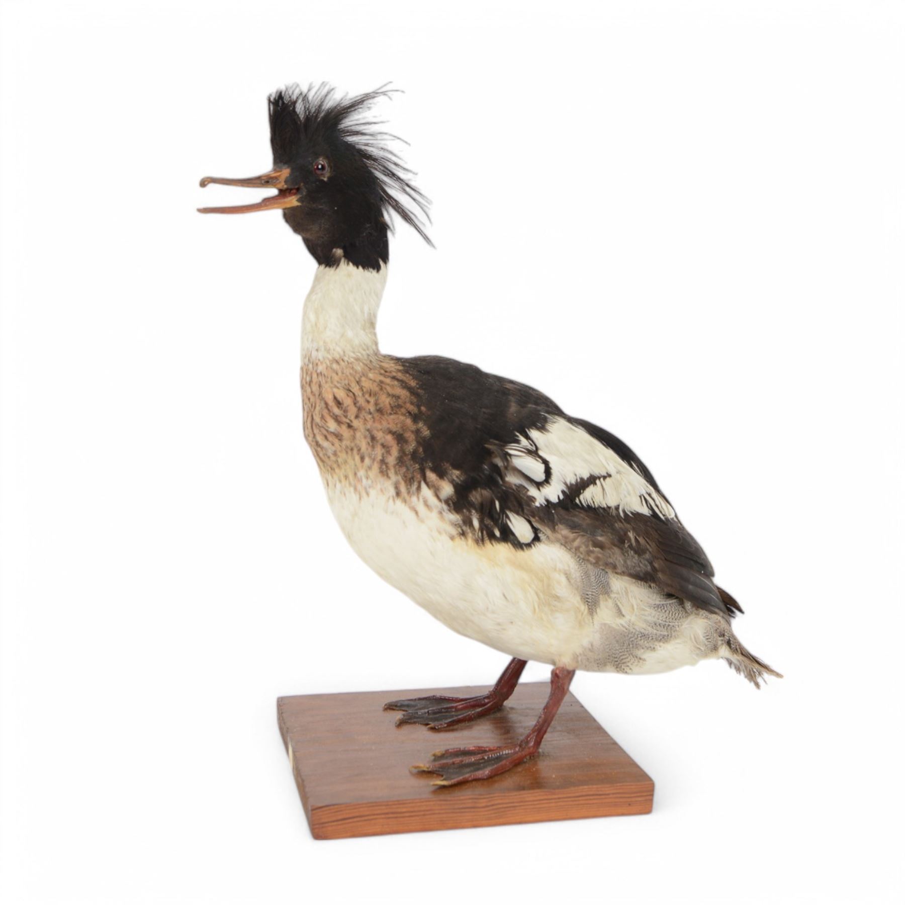 Taxidermy:  Red-Breasted Merganser (Mergus serrator) full adult mount on open display and Cormorant (Phalacrocorax carbo) full adult mount on open display, cormorant H44cm 