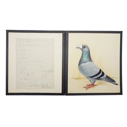Harry Hoyle (Early 20th Century): Racing Pigeons - 'Blue Dragoon Cock 06-30' 'Blue Dragoon Hen 33-3330' and 'Blue Dragoon Cock 1918-22', set of three pencil and watercolours heightened with white, each signed and dated 1933 or 1934, accompanied with the winning history of each pigeon, each approx. 20.5cm x 18cm (3)