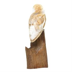 Taxidermy - European Brown Owl (Tyto alba), by Sarah Lancaster taxidermy, full adult mount with head turning to the left, perched atop a wooden stump, overall H57cm
With CITES Article 10 (non-transferable) licence no. 26GBA10ZJJFU2 - RTA
