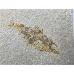 Four fossilised fish (Knightia alta) each in an individual matrix, age; Eocene period, location; Green River Formation, Wyoming, USA, largest matrix H9cm, L12cm