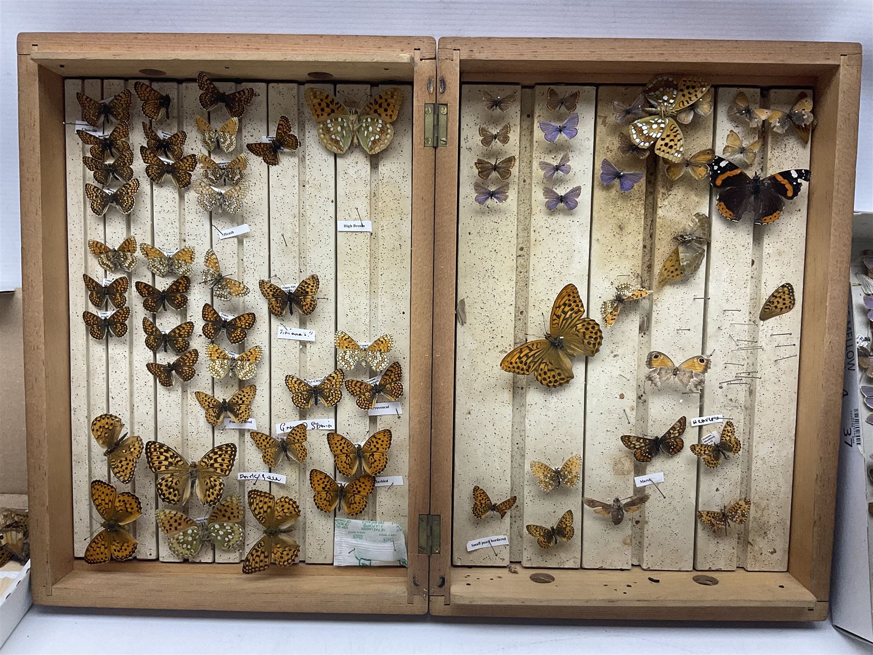 Entomology; large collection of pinned butterflies and moths, to include Cream-spotted Tiger moth, Adonis Blue butterfly, Orange tip butterfly, Swallowtail butterfly etc  