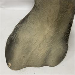 Taxidermy: A Common Warthog (Phacochoerus africanus), a large adult head mount looking straight ahead, D50cm