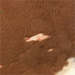 Cow hide rug or wall hanging, shaped with brown and white tones