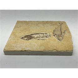 Two fossilised fish (Knightia alta) in a single matrix, age; Eocene period, location; Green River Formation, Wyoming, USA, matrix H12cm, L13cm