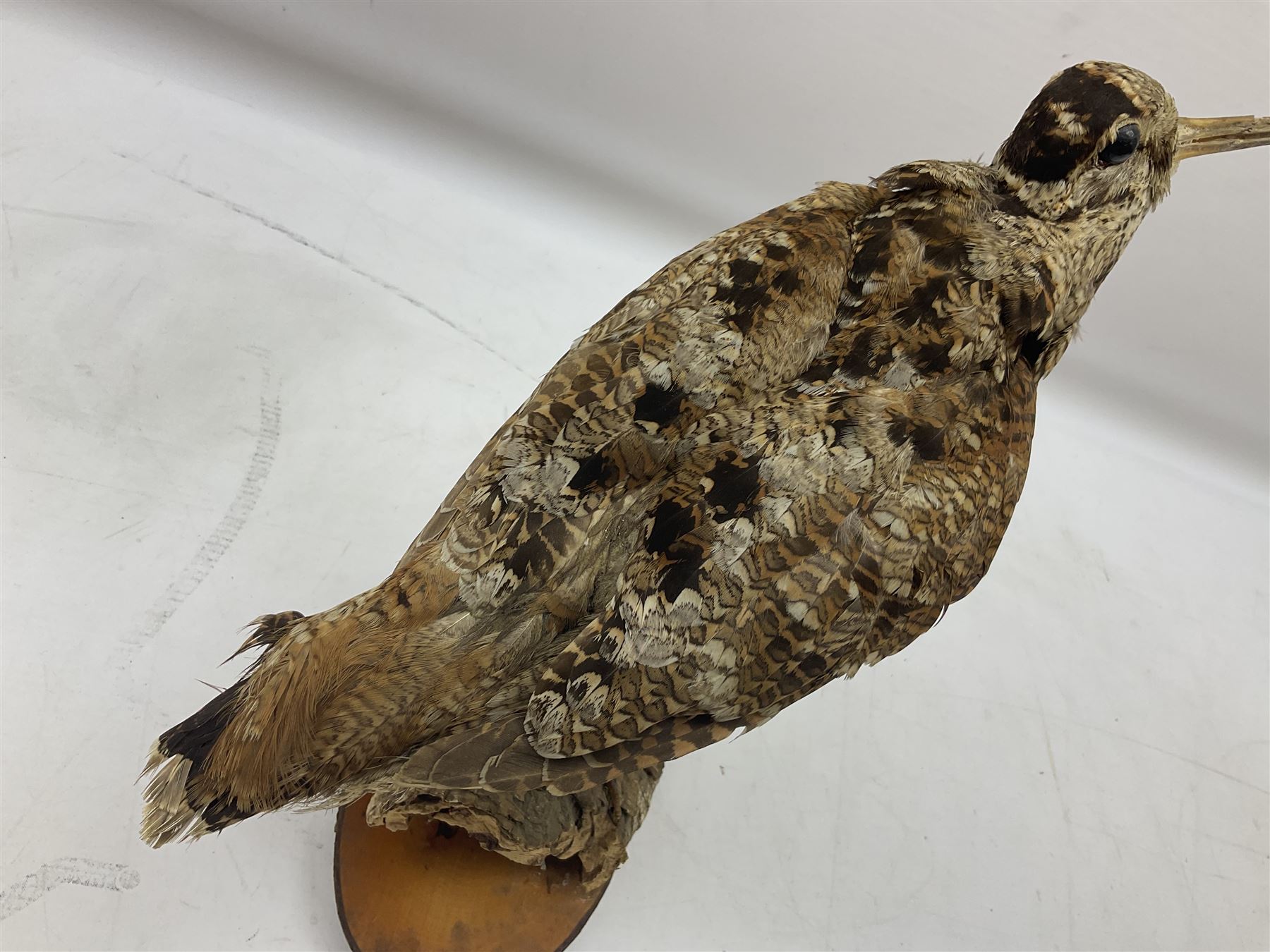 Taxidermy: Woodcock (Scolopax rusticola) standing on a log and grassy mound, on an oval wooden base H31cm