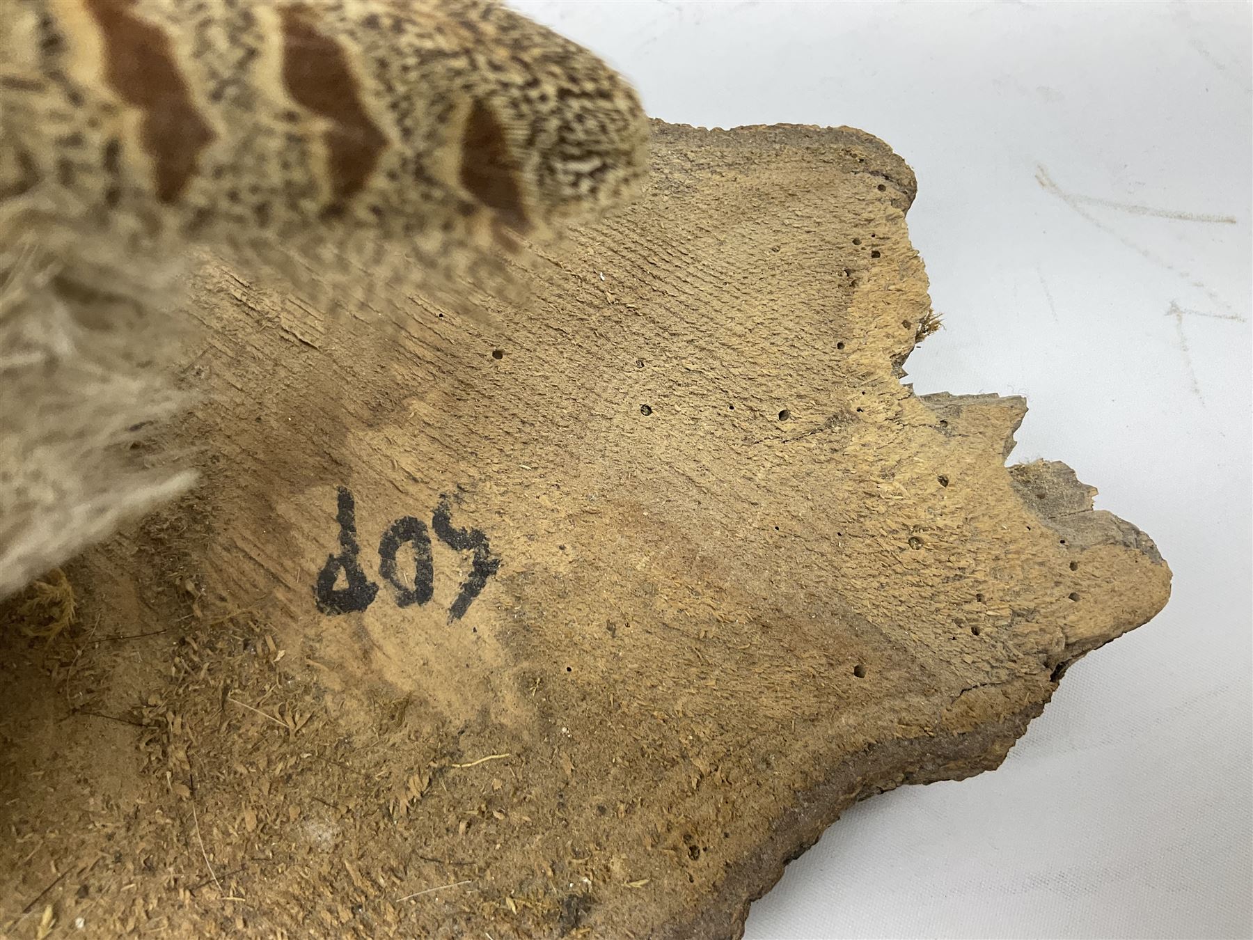 Taxidermy: Female green-winged teal duck (Anas carolinensis), on open display upon tree mount detailed with moss H15.5cm, together with gray partridge (Perdix perdix), on open display upon tree mount detailed with moss, H16cm and a cased young guillemot, standing on a naturalistic base, encased within a five pane display case, H27cm. 