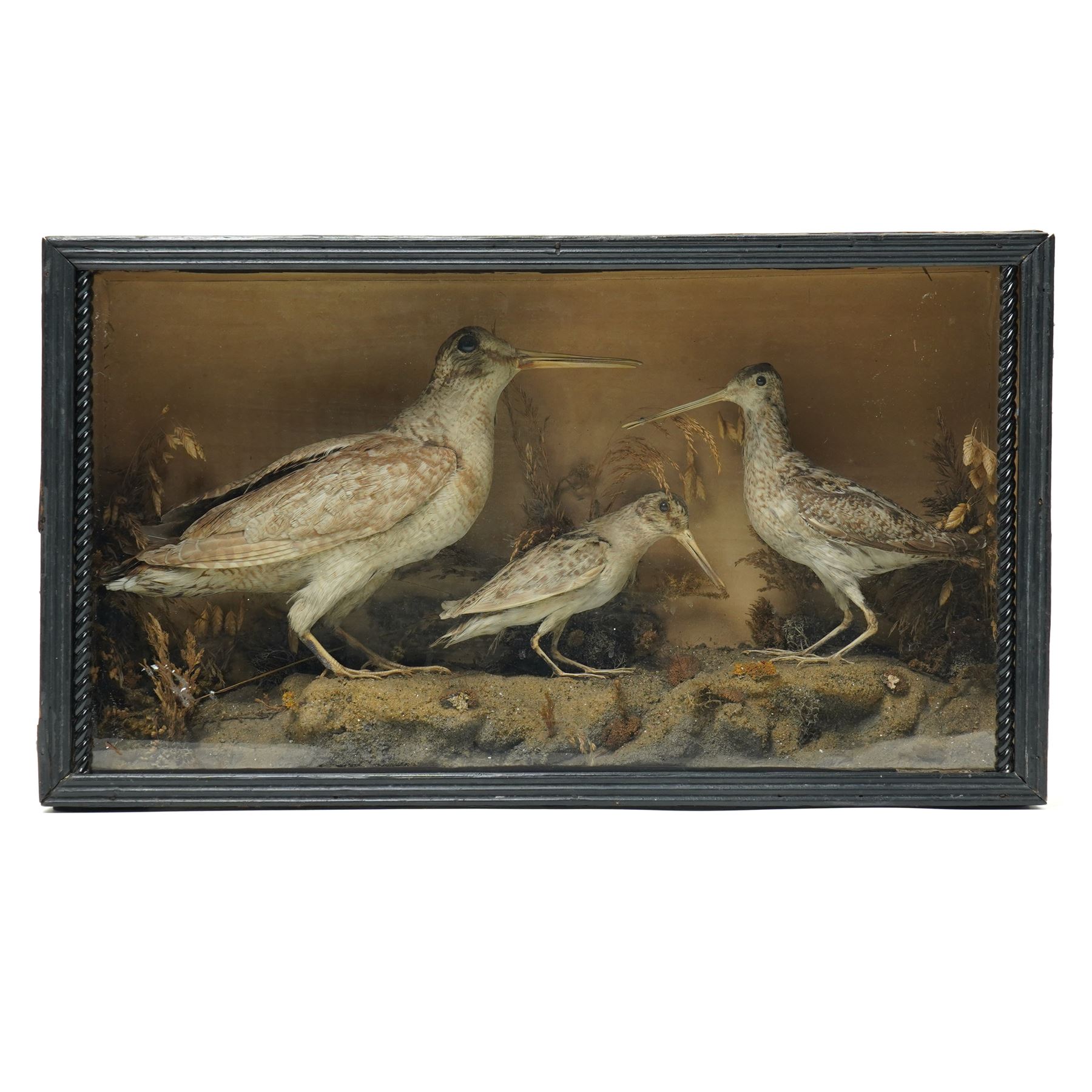 Taxidermy - Three woodcock (Scolopax rusticola), modelled in a naturalistic setting, in painted wooden case, case H31cm W54cm D16cm