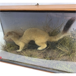 Taxidermy: Late 19th/early 20th century cased Stoat (Mustela erminea), in naturalistic setting with soil covered groundwork, detailed with lichen and grasses, set against a painted sky backdrop, encased within a pitch pine three pane display case, H23.5cm L41cm D11.5cm