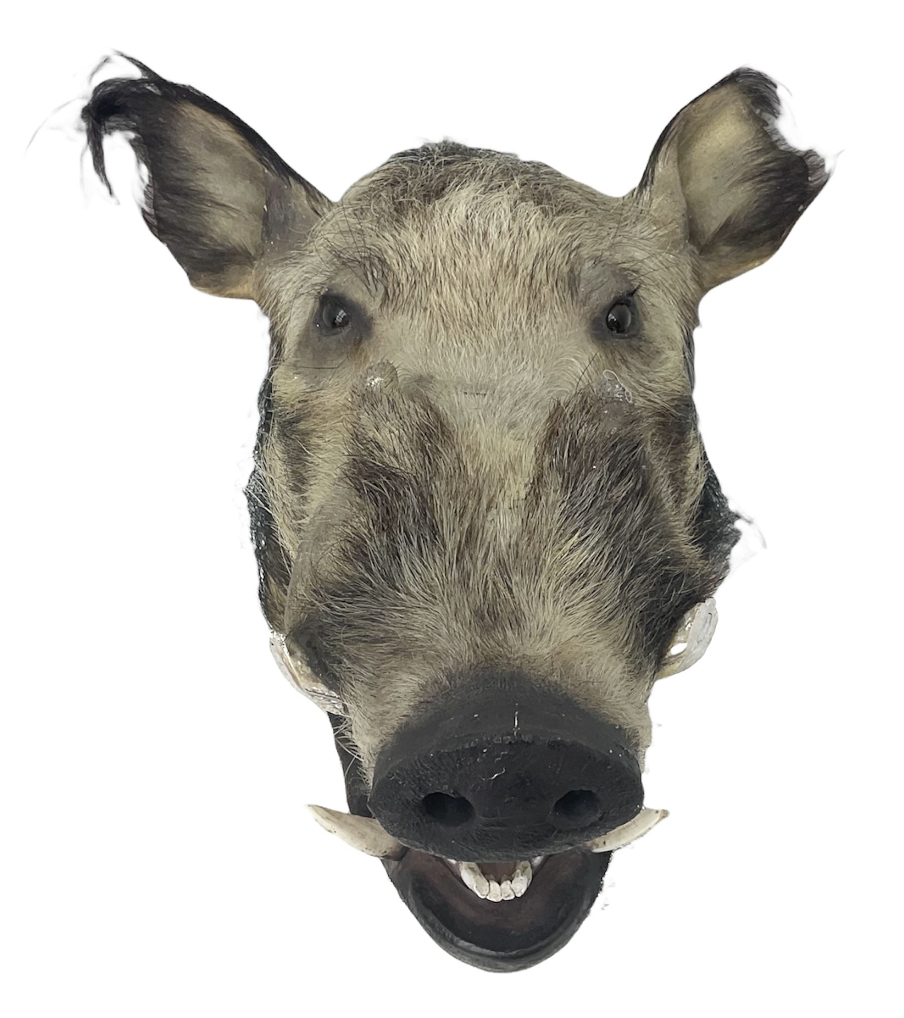 Taxidermy: African bushpig (Potamochoerus larvatus), male shoulder mount looking straight ahead, with mouth agape,  D55cm