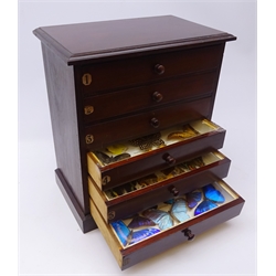  1930s Specimen Chest containing a collection of British, Indian, Madagascar and South American Butterflies and Moths contained within a six drawer mahogany collectors chest, H42cm x D22cm x W36cm  