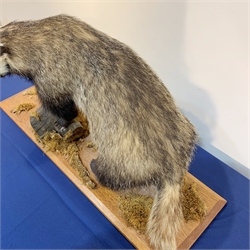 Taxidermy: 20th century European Badger (meles meles), full mount  bearing teeth on open display, upon a mahogany plinth detailed with tree branch and moss, plinth L88cm W30cm 