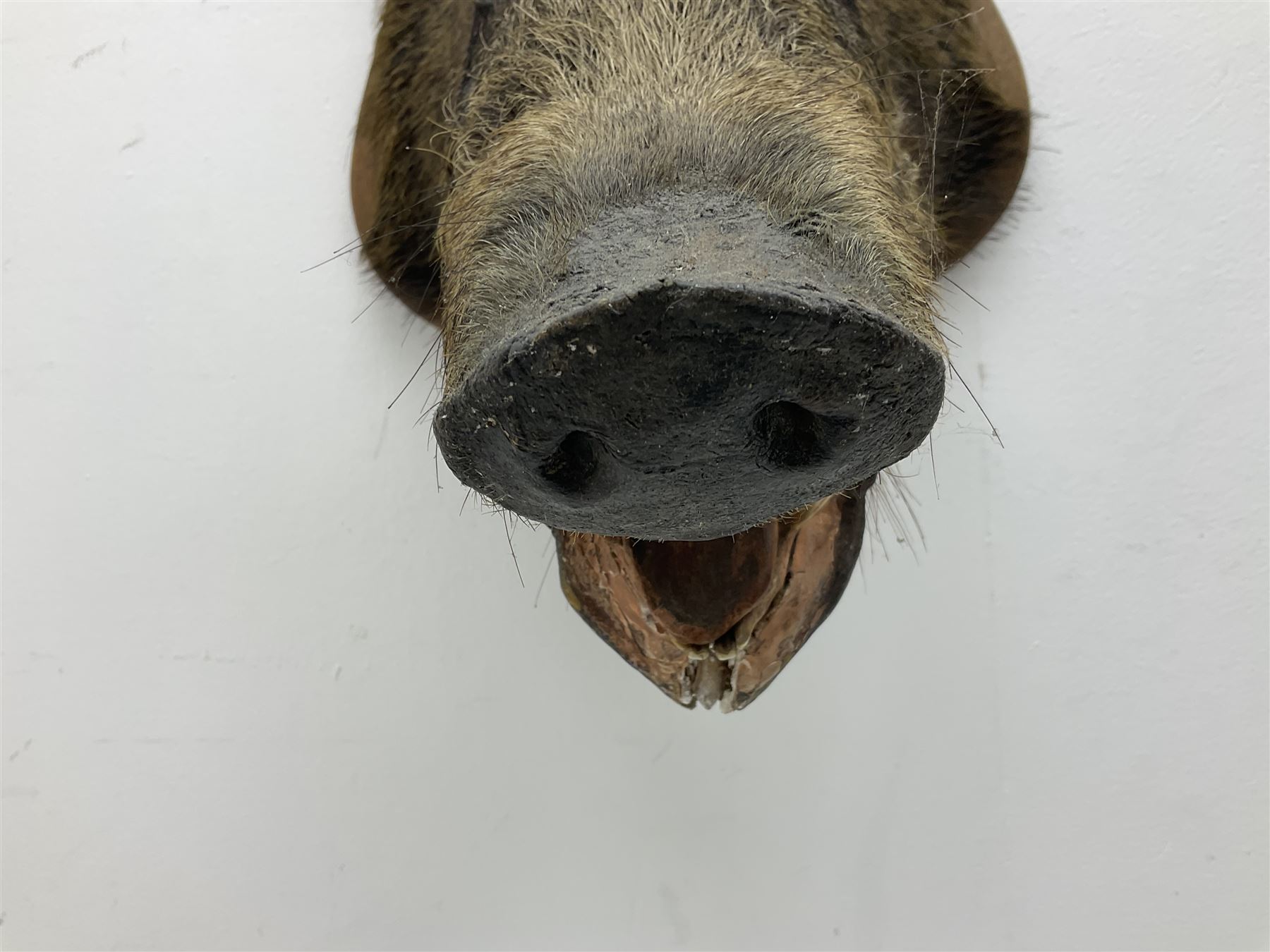 Taxidermy; European Wild Boar (Sus scrofa), adult shoulder mount looking straight ahead, with mouth agape, mounted upon a wooden shield, H70cm